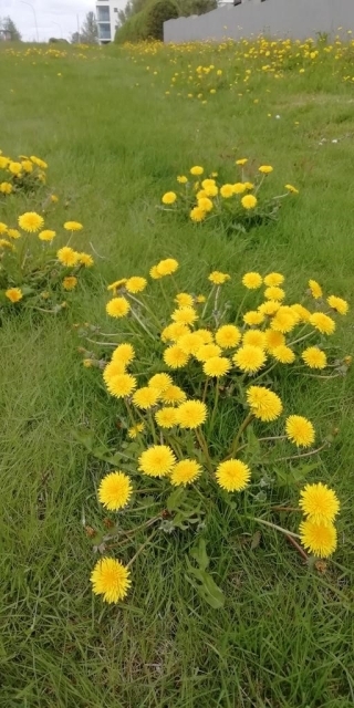 Dandelions