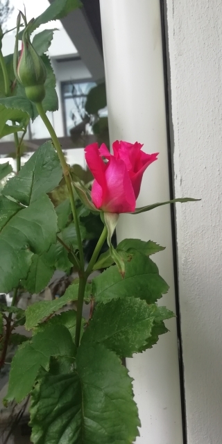 blooming roses