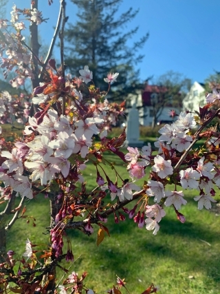 hanami2