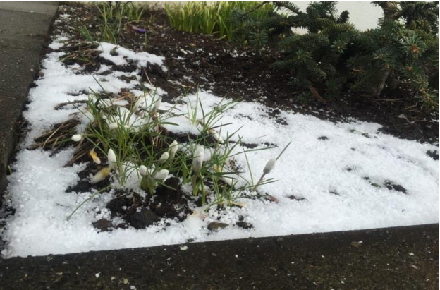 やはりアイスな アイスランド